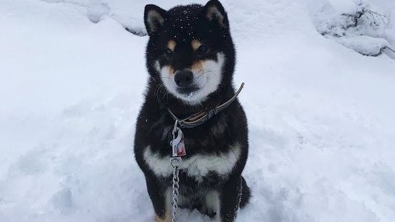 主人拿雪球调戏柴犬：汪星人苦接不到、表情萌翻