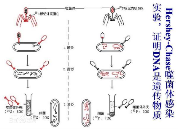 病毒也不全是恶魔 这种病毒还是“杀菌战士”