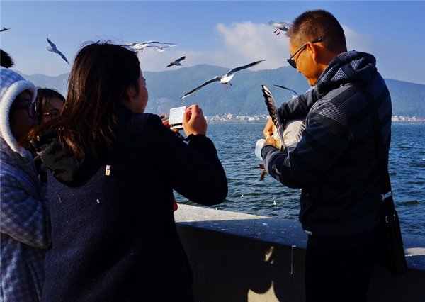 游客抓海鸥拍照图片